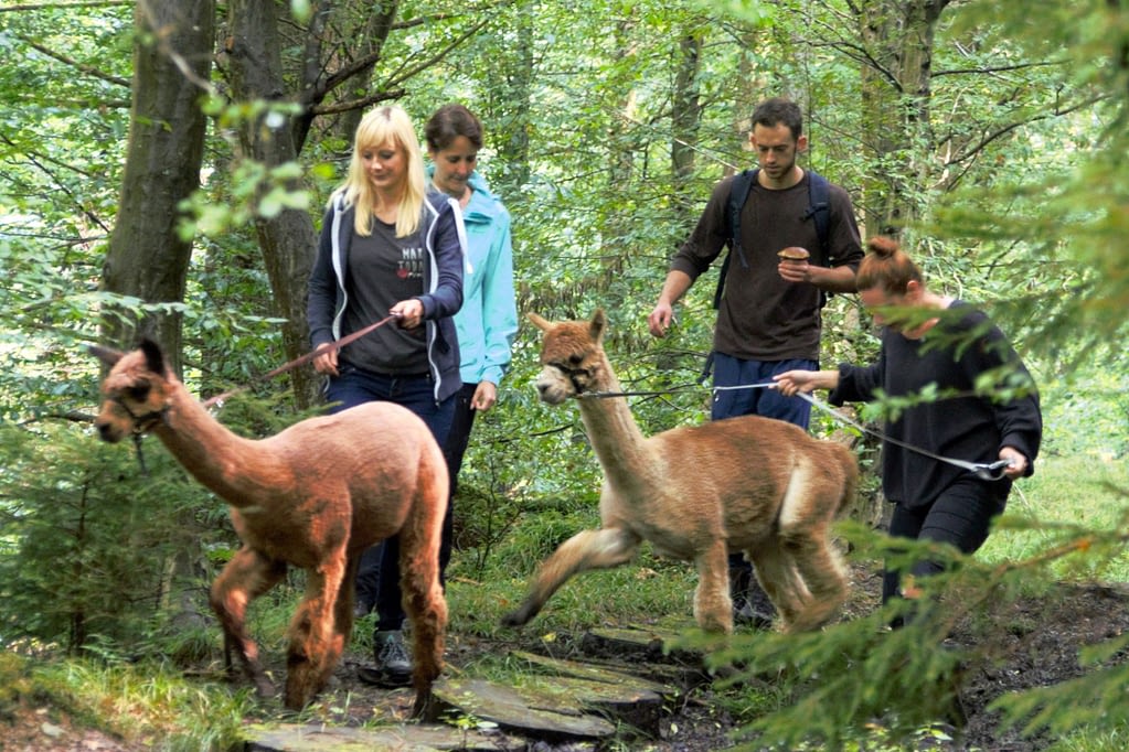 Alpaka-Wanderungen zu Firmenfeiern, Geburtstagen, Weihnachtsfeiern oder Junggesellenabschieden