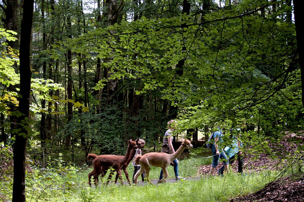 Alpakatouren im Puderbacher Land im Westerwald